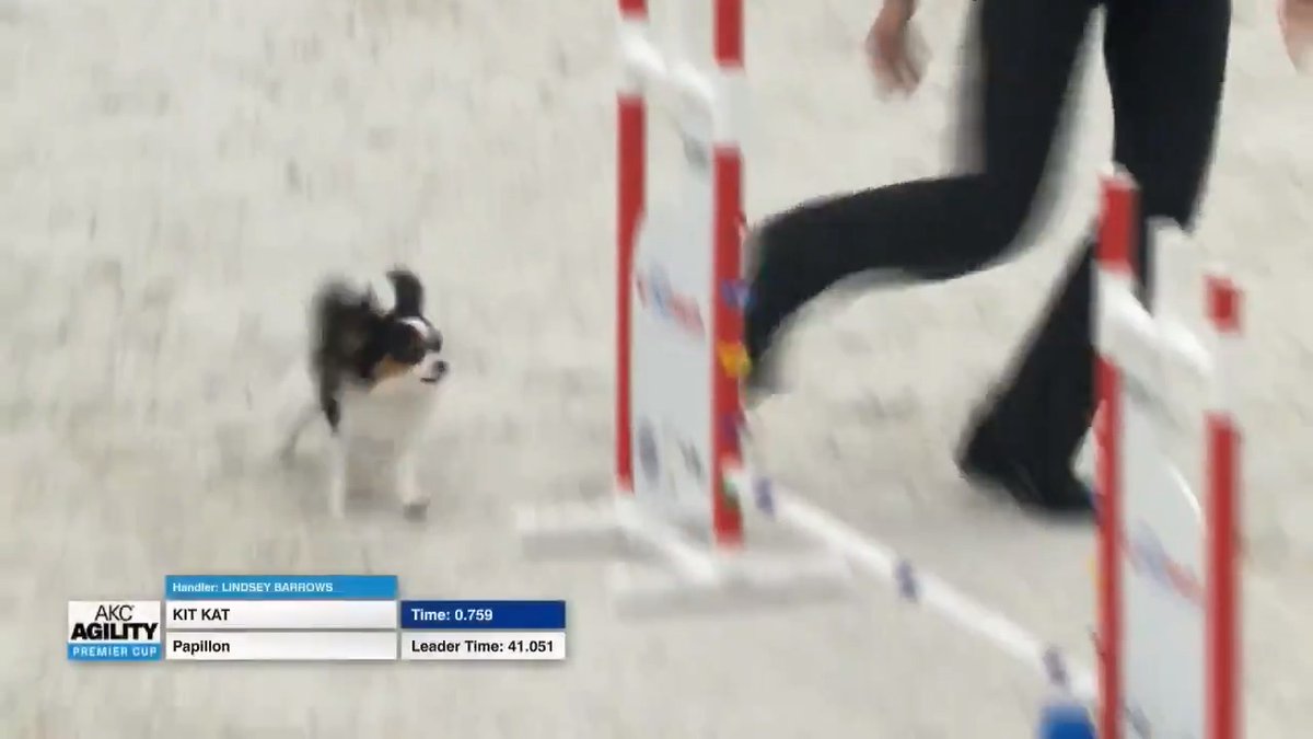 akc agility premier cup