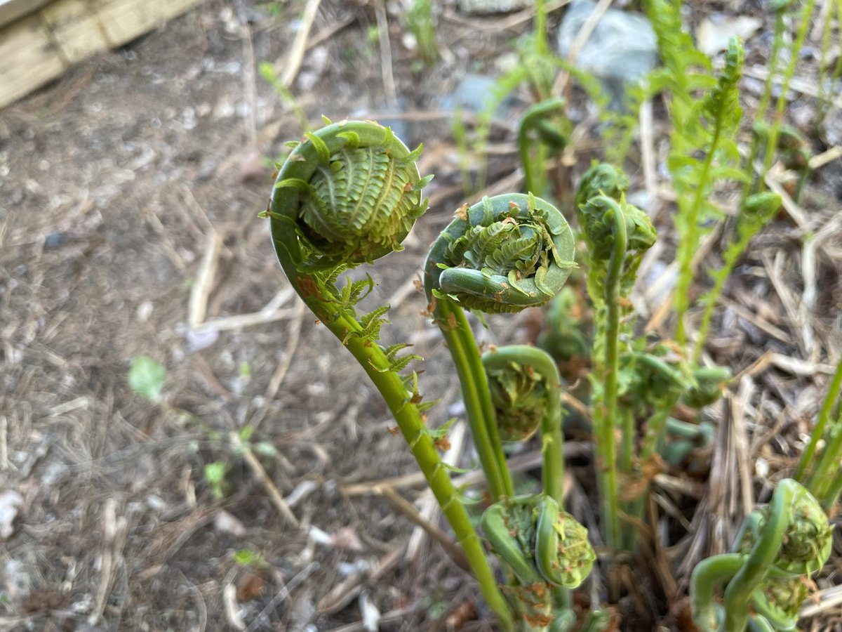 BDBladeWerX's tweet photo. Could this be the place??? Jax and I visited northern Michigan over the weekend, and the first thing we see when we arrived at our rental was a yard full of #fiddleheadferns. 🤯🤤 If that isn’t a sign, I don’t know what is!

#axxis #bushcraft #camplife #hunting #nature #outdoors https://t.co/lwhROPh5G1