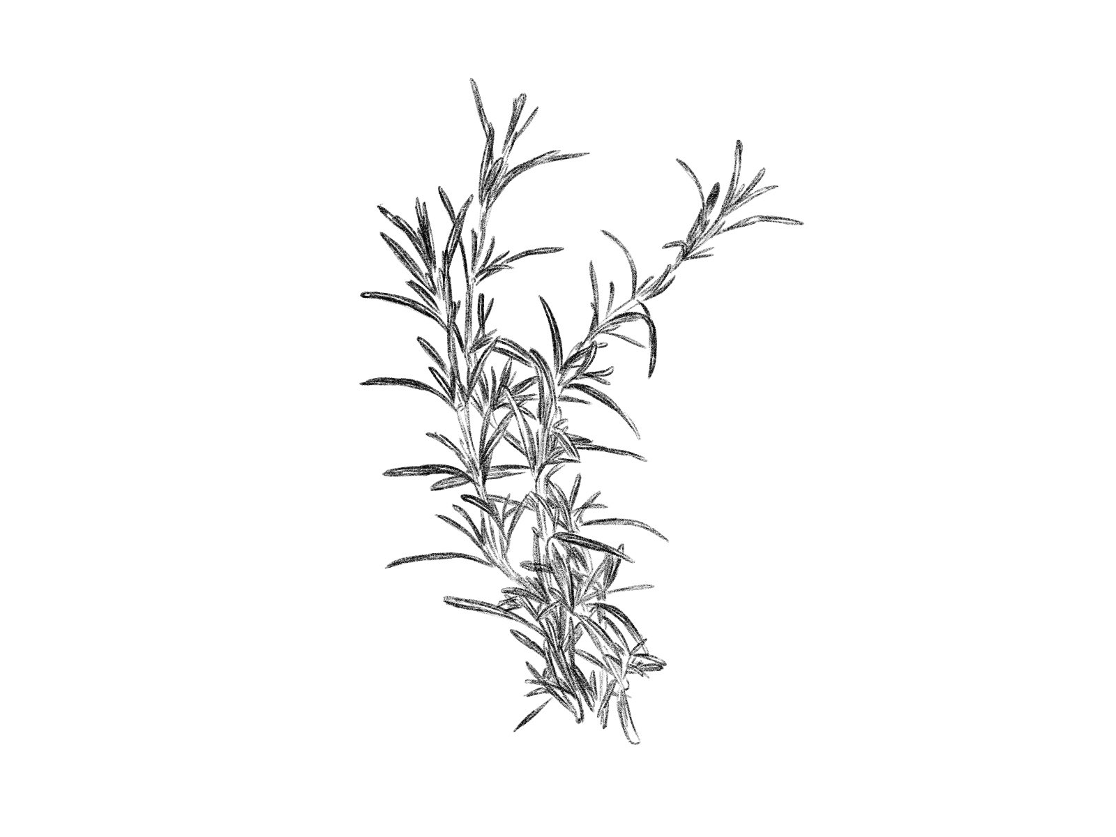えんぴつ イラストacにて 無料イラスト販売中 リクエストもお気軽に 現在食材の鉛筆画創作期間中 飲食店様の印刷物等の支援になれば幸いです 素材集 イラスト えんぴつ画 フリー素材イラスト イラストac Imagematerial Freeimages