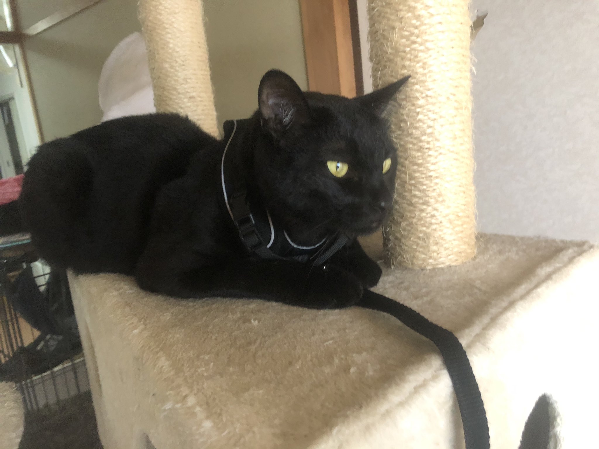 ネロテトくん 黒猫と白猫 Neroteto2y2y Twitter