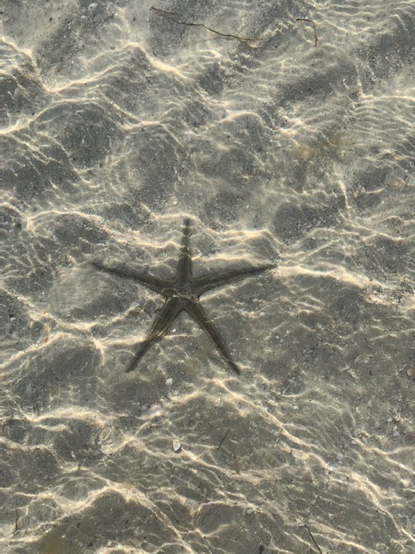 Clearwater Beach is really a piece of paradise! #NaturePhotography #clearwaterbeach #floridalife