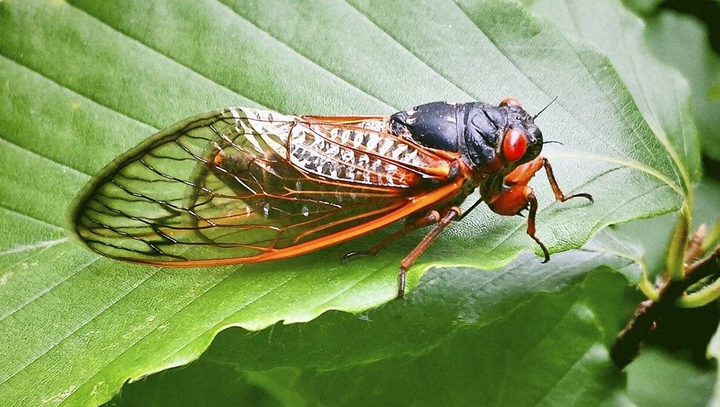 AWLAArlington's tweet image. ⚠️ DON&apos;T use insecticide on cicadas! ⚠️ Remember that many animals, including birds, bats, dogs, and cats, eat cicadas and can get very sick if they ingest insecticide. Help us keep local animals safe and well - the cicadas won&apos;t be here for that long, anyway!