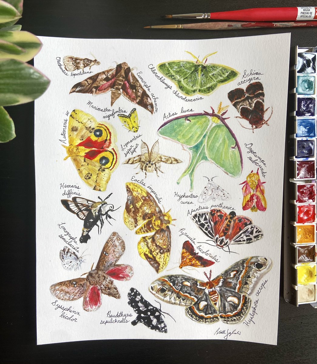 wildwonderart's tweet photo. a mixture of moths 🖌 https://t.co/q8N238gGVe