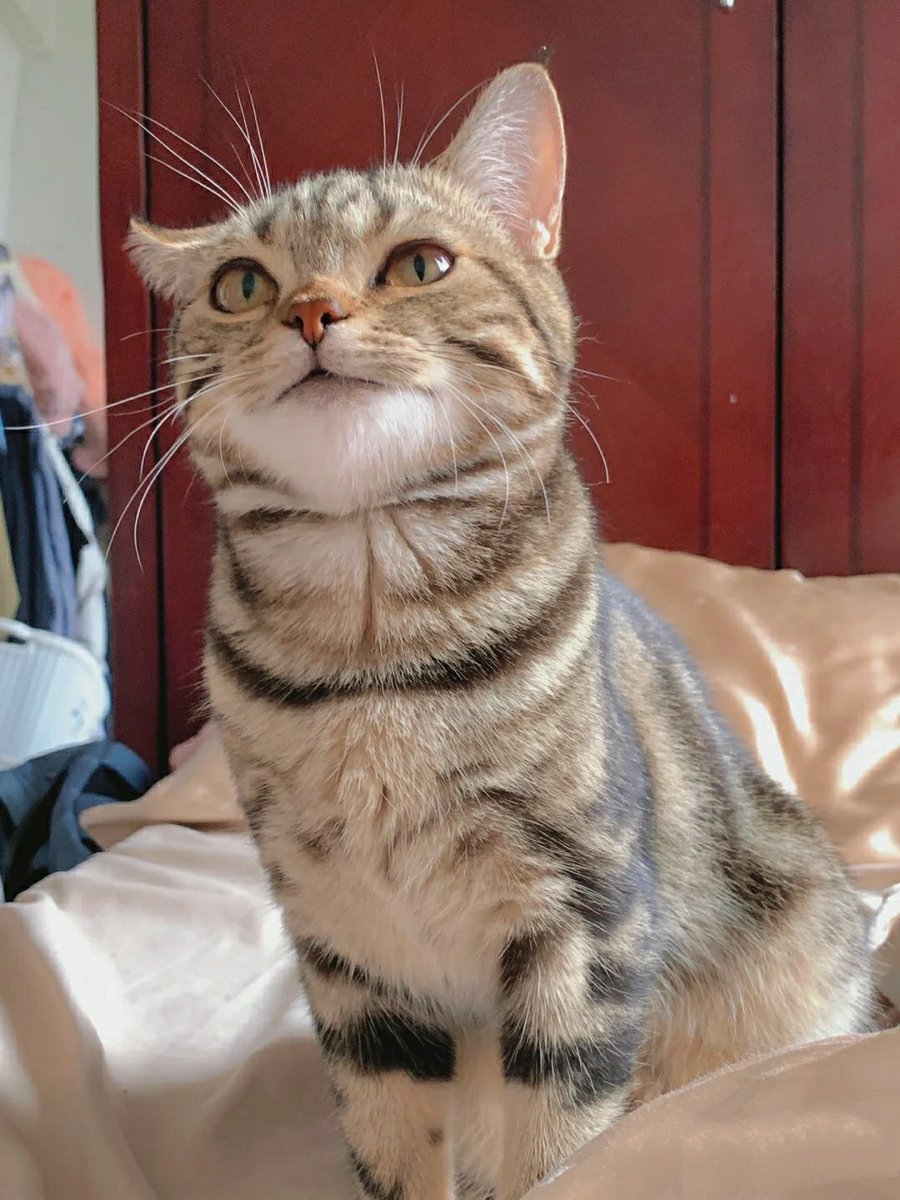 JohnCam53's tweet photo. 今天多少有點像拽貓了吧🤩 #cat https://t.co/2E1sIkP3DJ