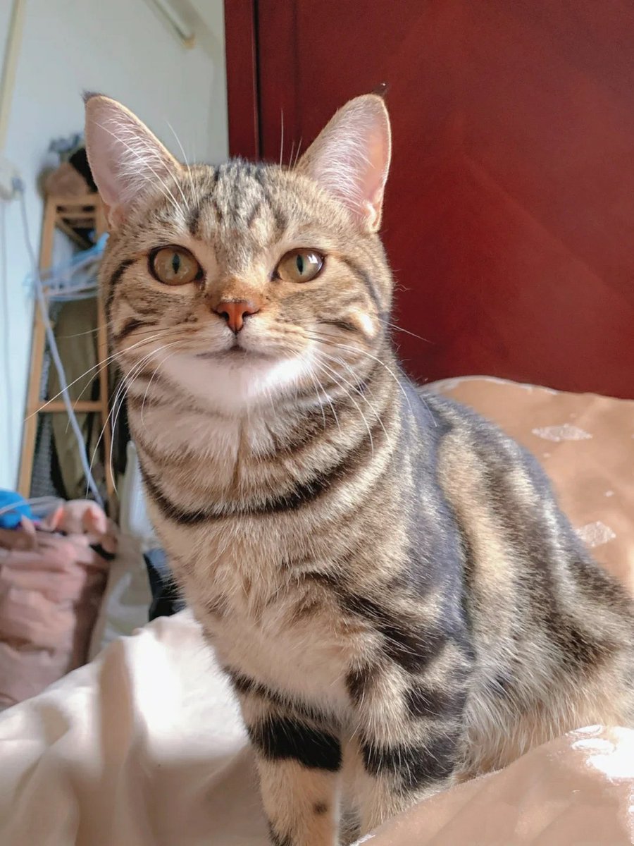 JohnCam53's tweet photo. 今天多少有點像拽貓了吧🤩 #cat https://t.co/2E1sIkP3DJ