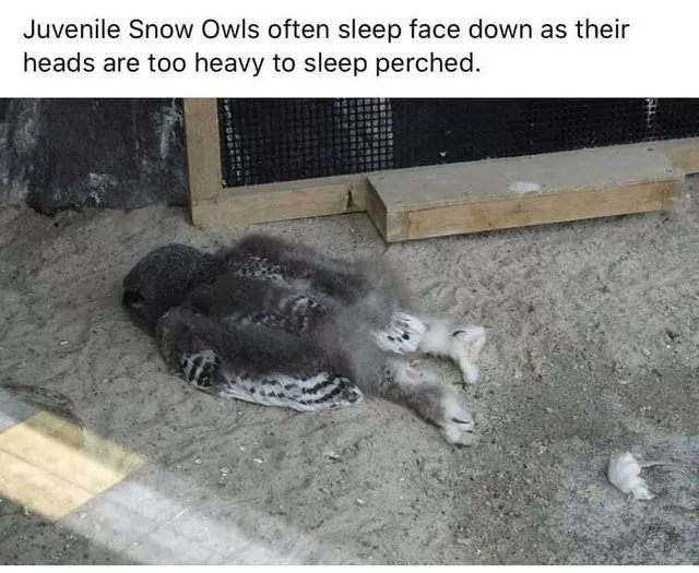 Sthomps4716's tweet photo. @daveanthony is this how you sleep on your head? https://t.co/bflIPuEs57