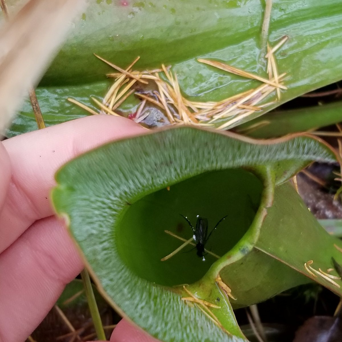 Carnivorous plant...this insect's fate is sealed. So cool to think of the adaptations of the pitcher plant. Wetland special species. #lovemyjob #biodiversity <a href="/PeelSchools/">Peel District School Board</a>