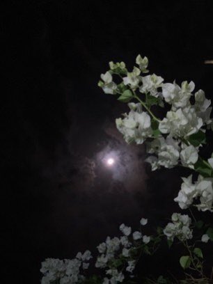 #قمر_الليله
“أناجي الليل و النجمة، ونور القمر و النسّمة .”