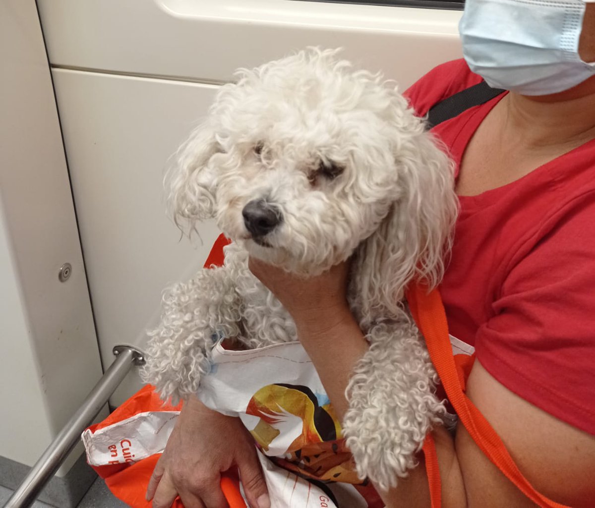 Aun no aparece la familia de la perrita que apareció  en el #barriolachimba, #vegacentral, <a href="/marysolvasquz/">todossomoscholita</a> voluntaria la llevo a la clínica.
Esperamos que aparezca luego su familia.  #callejeritosdelavega