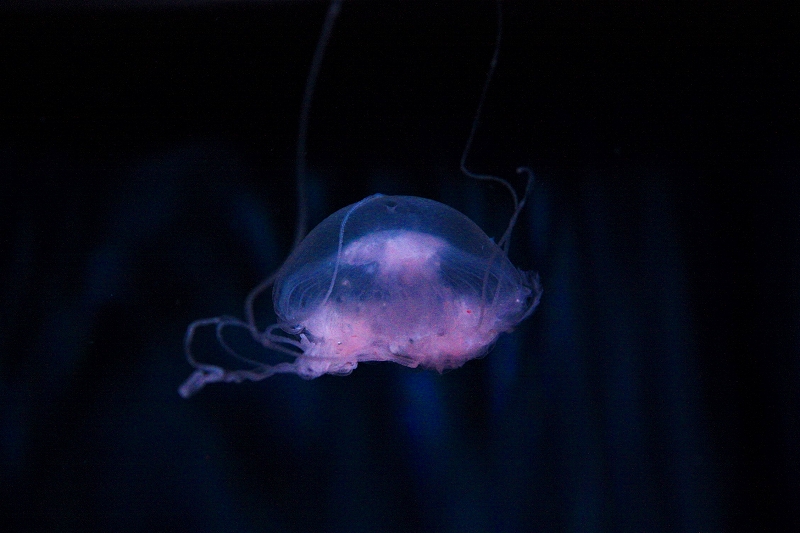 のとじま水族館 公式 今日は時過ぎから 皆既月食 が見られるそうですね 石川県内でも観測できそうなお天気のようです 水族館の月と言えば クラゲ 漢字で書くと 海月 海の中の月も とっても幻想的ですよ ミズクラゲ キタミズクラゲ