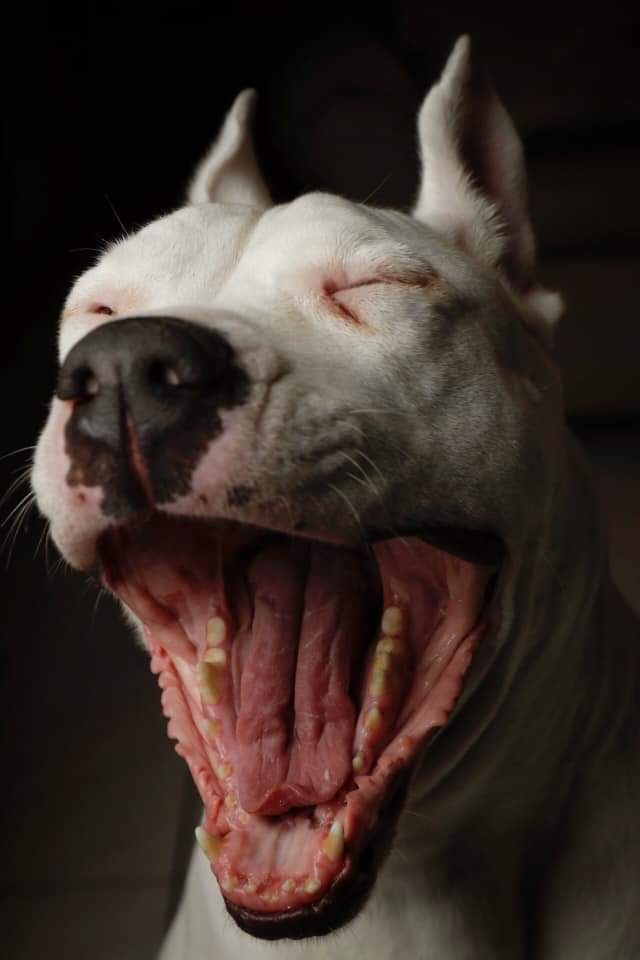 GamboaDanny's tweet photo. Chistes de #gatos
#dogoftheday #dogo #dog #perro https://t.co/0hnseTW5wq
