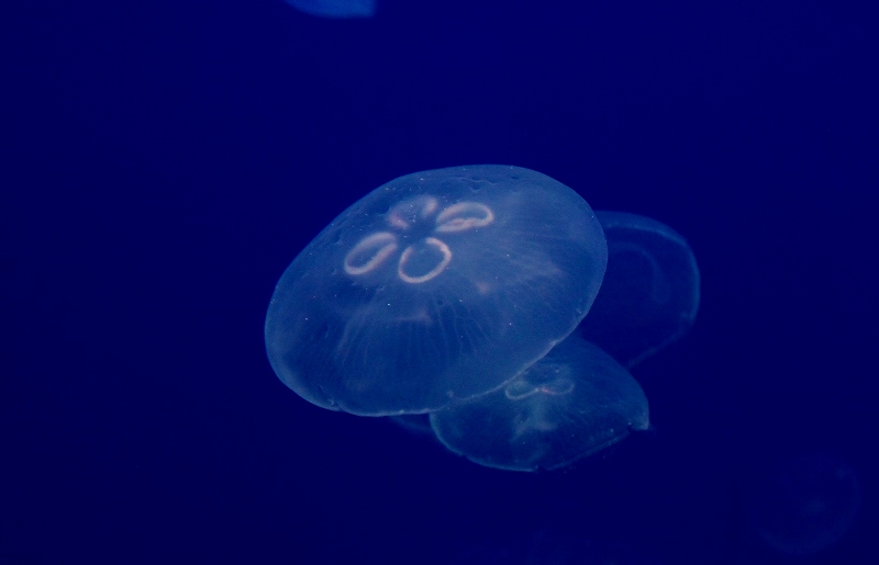 のとじま水族館 公式 今日は時過ぎから 皆既月食 が見られるそうですね 石川県内でも観測できそうなお天気のようです 水族館の月と言えば クラゲ 漢字で書くと 海月 海の中の月も とっても幻想的ですよ ミズクラゲ キタミズクラゲ