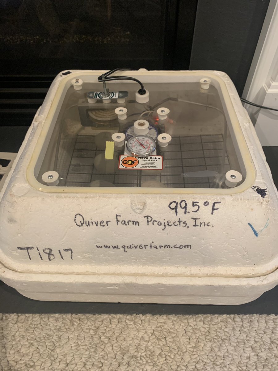MrsGrantEV's tweet photo. We had so much fun the last time, we’re hatching ducks again! Can’t wait to meet our 8 new friends sometime over the weekend. #eggcellent #duckegg #duckhatching https://t.co/CqkOTTVC9Q