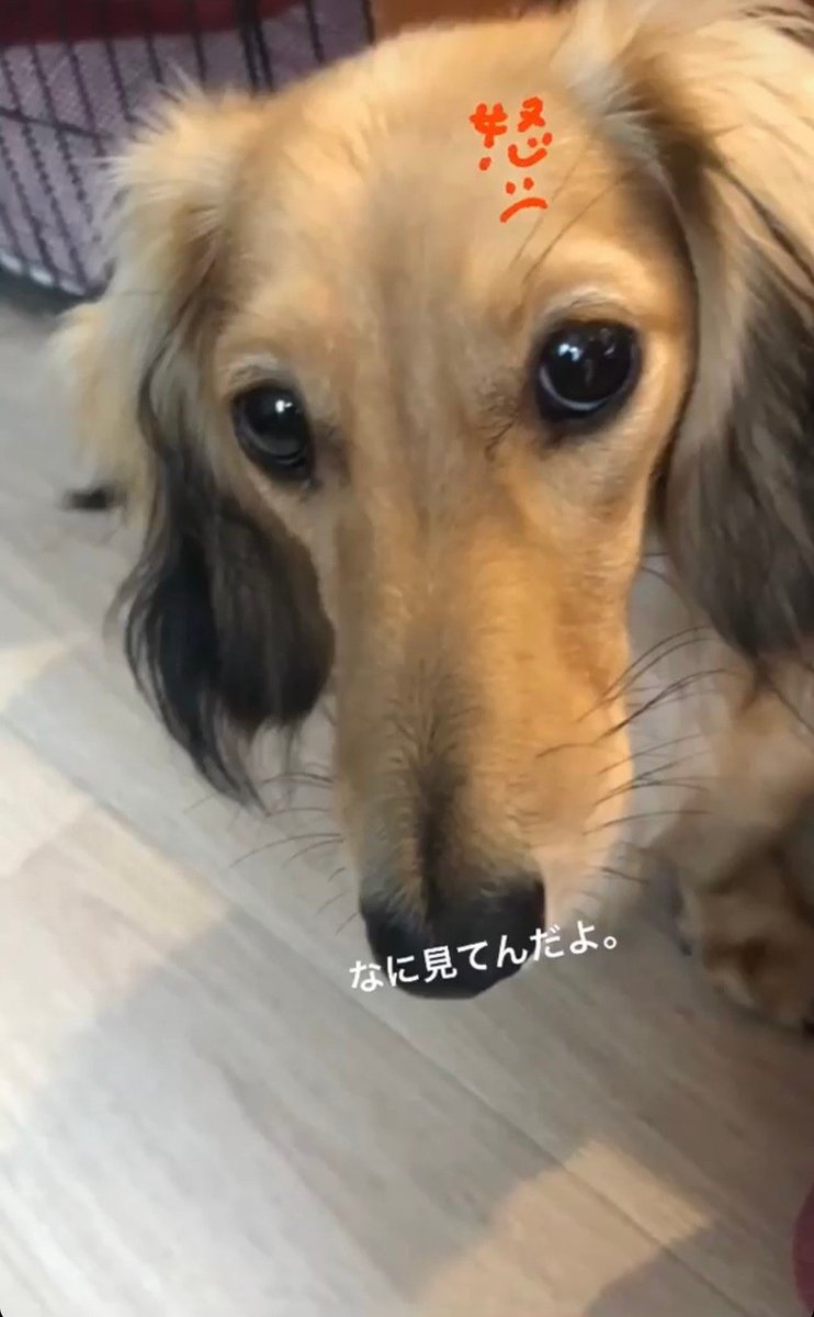 hacking_119's tweet photo. たまに代々木公園へ行くのですが、昨日から五輪のパブリックviewを創るために『森林伐採』が行われて居るそうです🌲
わんこの為にも…何とか食い止めたいです😭
#殺処分 #日本 #犬 #愛犬 #ペット #END殺処分 #JPN #JAPAN #Japan #DOG #preventculling #コロナ #緊急事態 #犬のいる暮らし #カレンダー https://t.co/ZwJ24Oe0lj