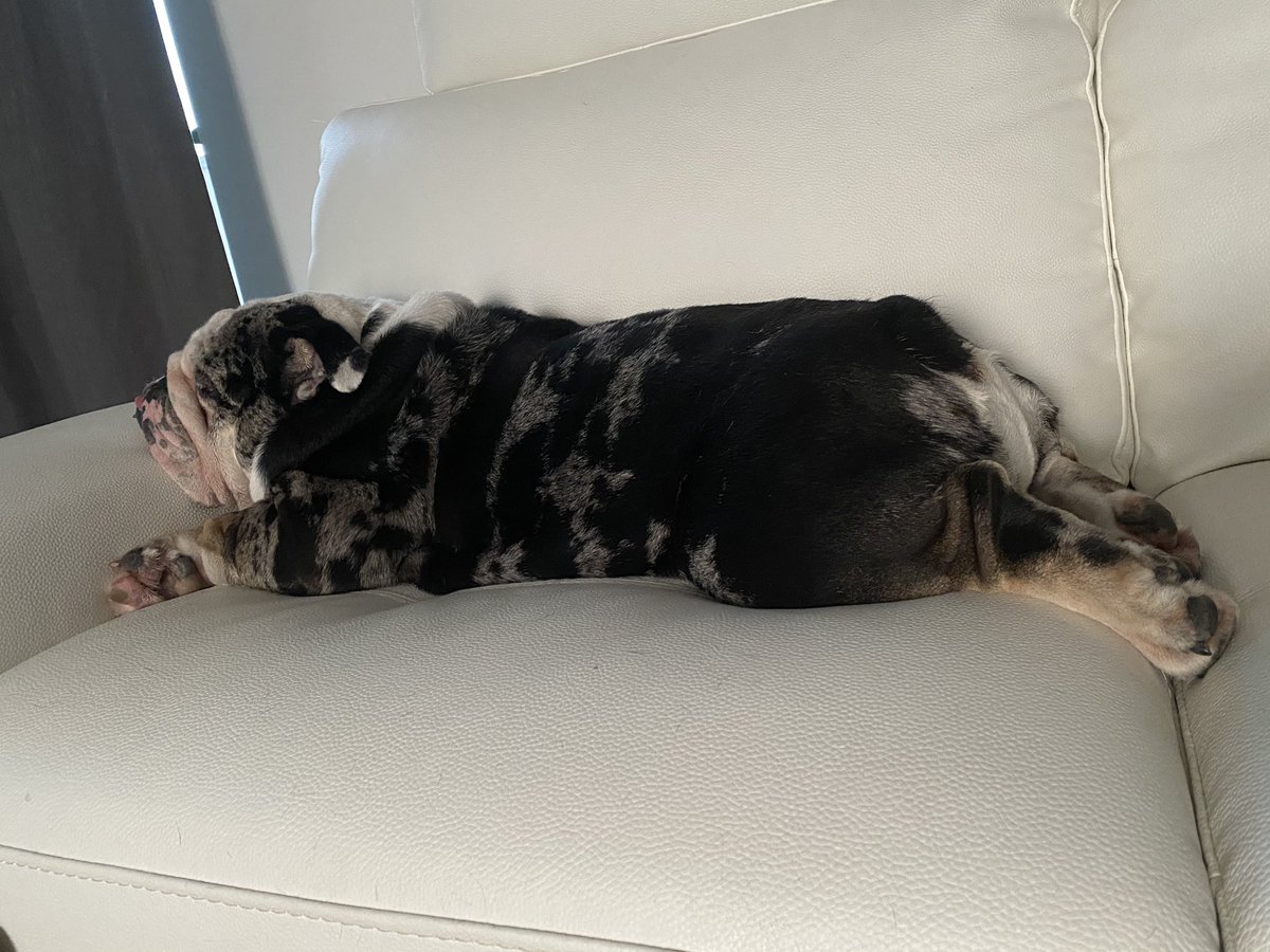 oreo_tux's tweet photo. Bulldogs definitely know how to get comfy. This armrest is just the right height π΄π
.
.
.
#oreo #bulldog #sleep #comfy #cosy #facerest #cute #dogs #DogsofTwittter https://t.co/8tQRtLoHeG