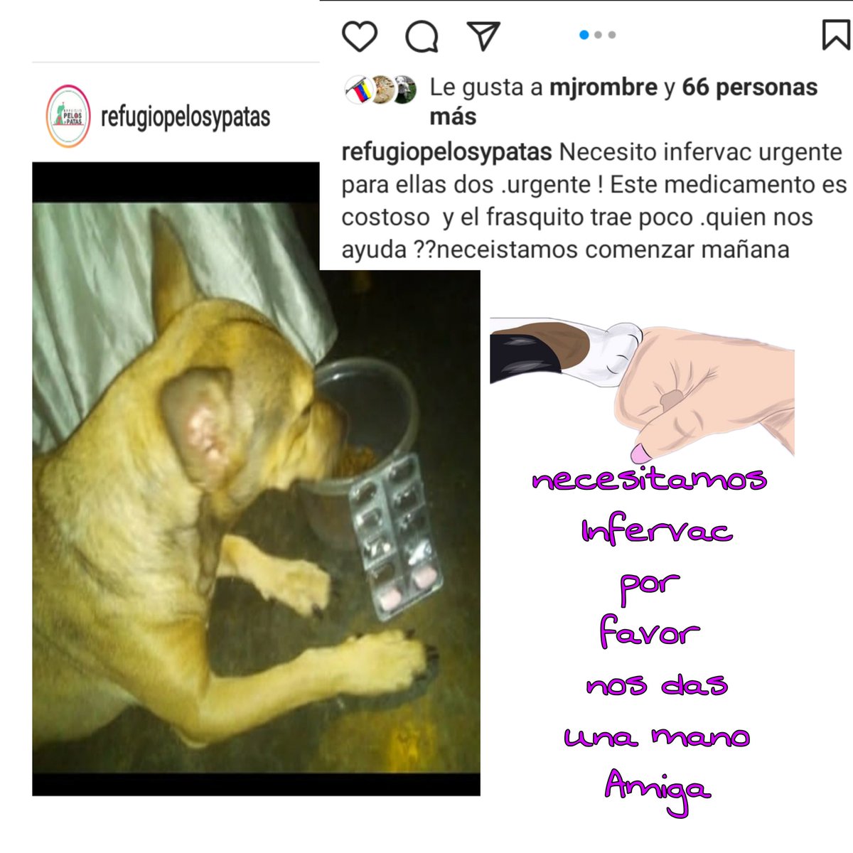 solanomarianam's tweet photo. #AyudarNosHaceBien 📢 🆘 #AdoptaNoCompres cachorras @refugiopelosypatas requiere apoyo con INFERVAC 👇 DATOS RT DIFUNDE @ayudaaanimales2 @BEATRIZ2135 @bmwplaya @SakiuriBoston @cocomaria58 @BigMaglyRedSox @NidiaBarraza6 @apoyocanino @carolencasa @LuciBon @luzmilalaya @ishdream https://t.co/qEzZFaw7cO