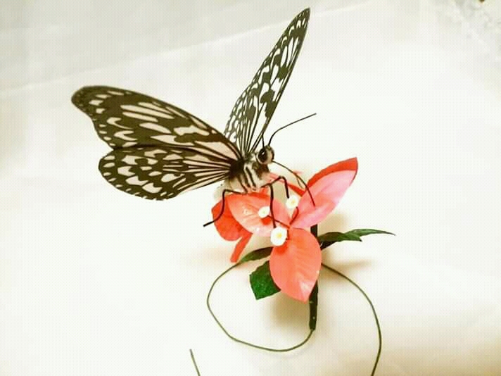 #画像を4枚晒したらrtがきてフォロワーがぶわーって増えると聞いて 
単なる紙～♪ 