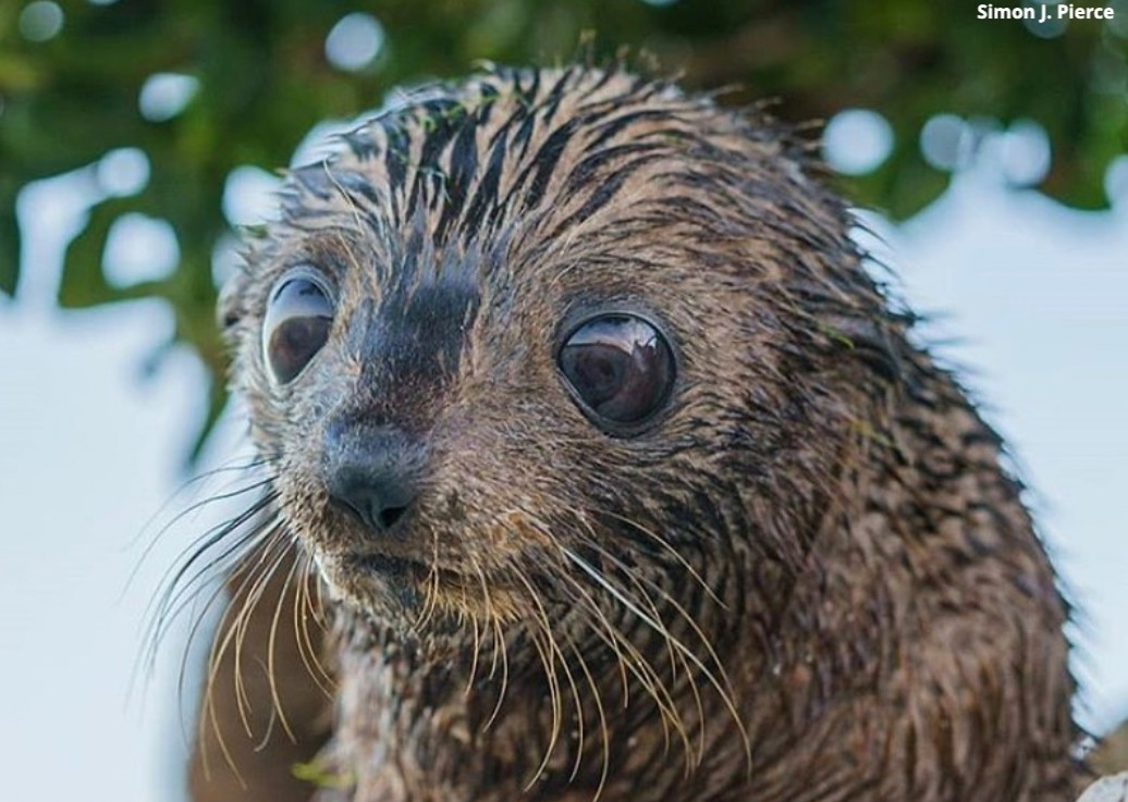 Ocean Conservancy tweet media