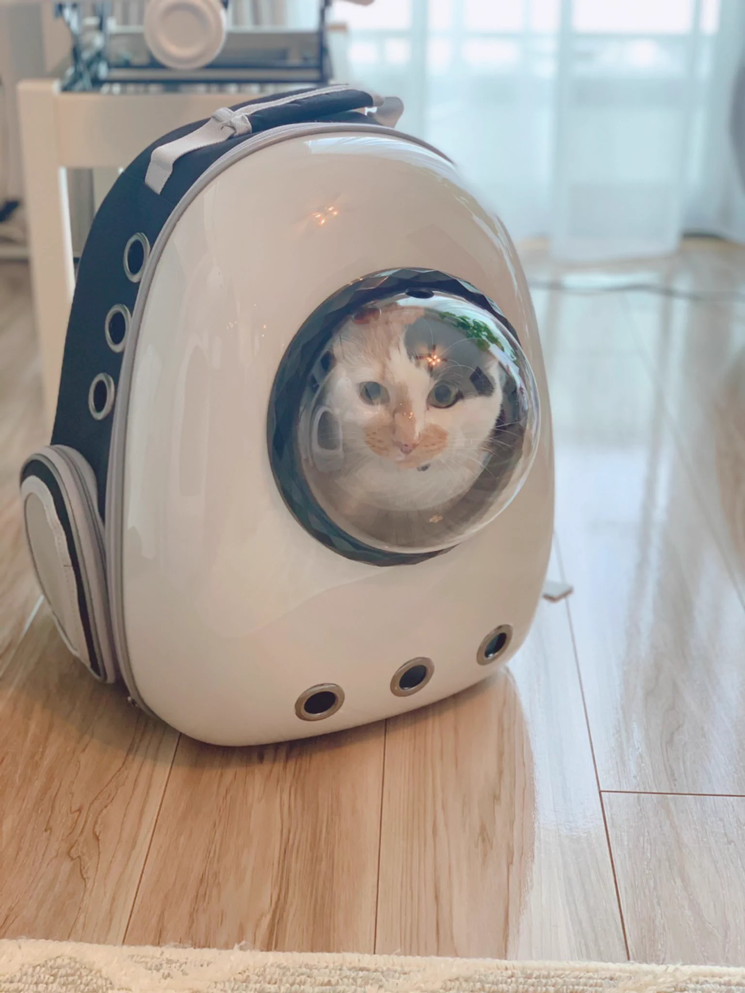 猫を連れた防災避難時にはリュックが最適！近未来でアマングアス感あふれる形が珍しい！