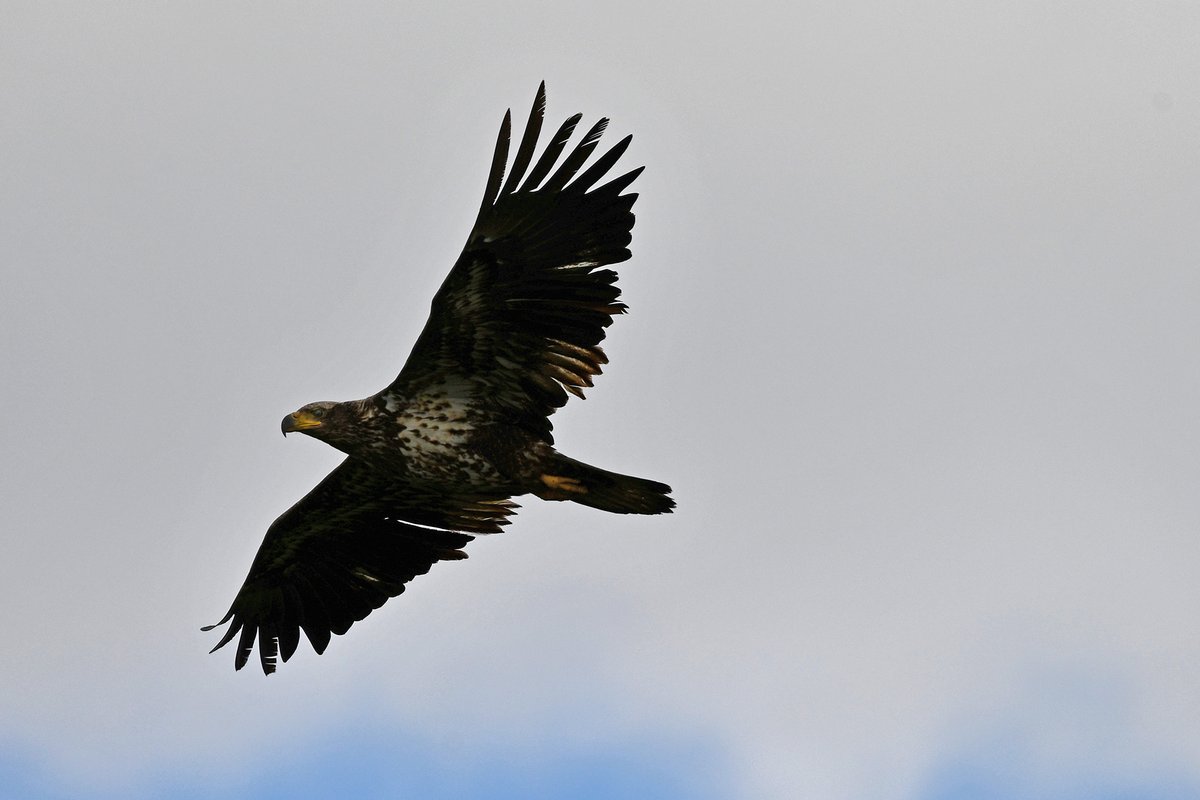 TodaysBaldEagle's tweet photo. (Photo by Anthony Schalk)
#birdtwitter #wildlifephotography #baldeagle #nature #bloodpressurebreak https://t.co/CWABiActam