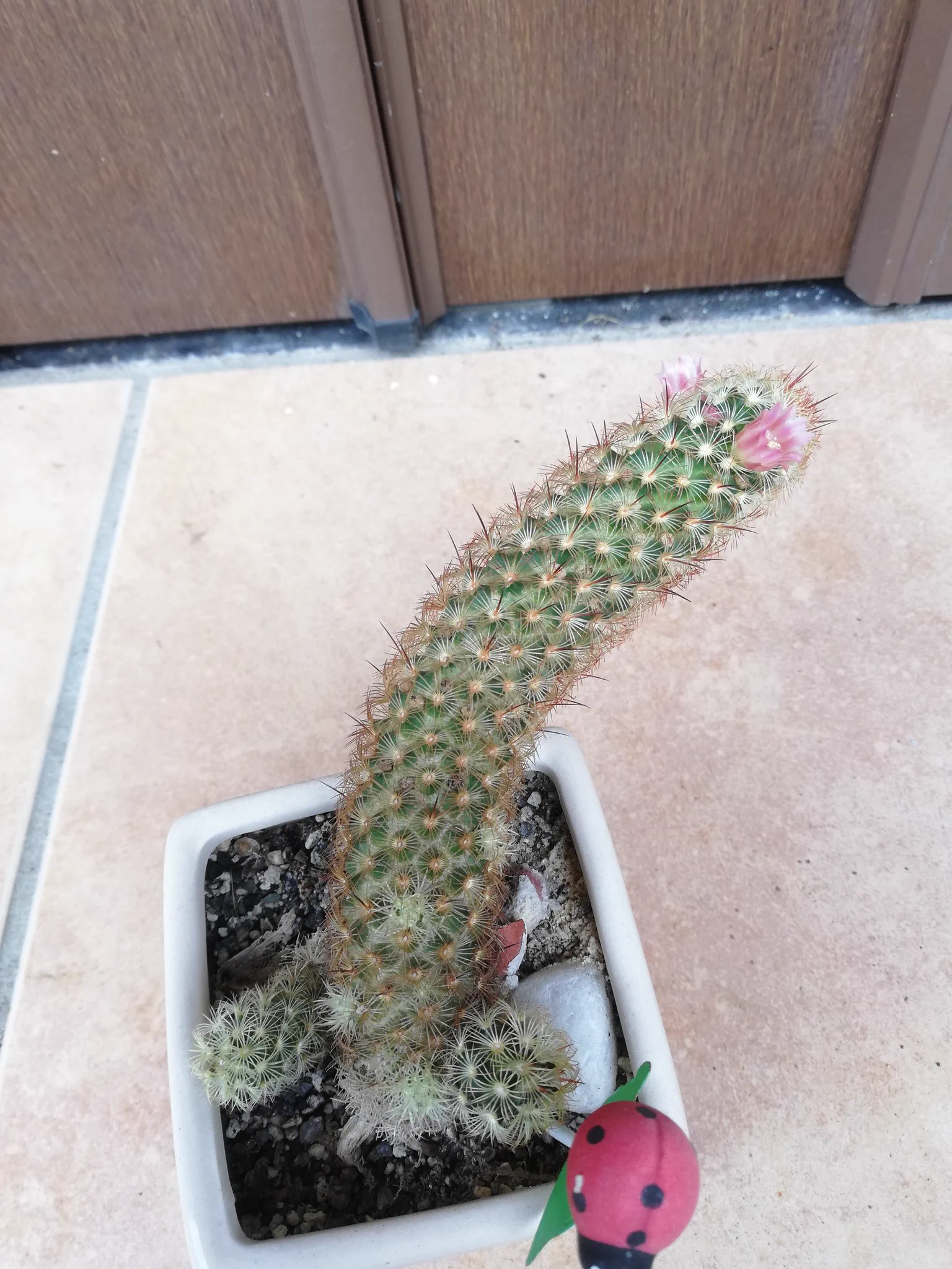 @M_cbr250rr うちのサボテンも花が咲きました☺️ 