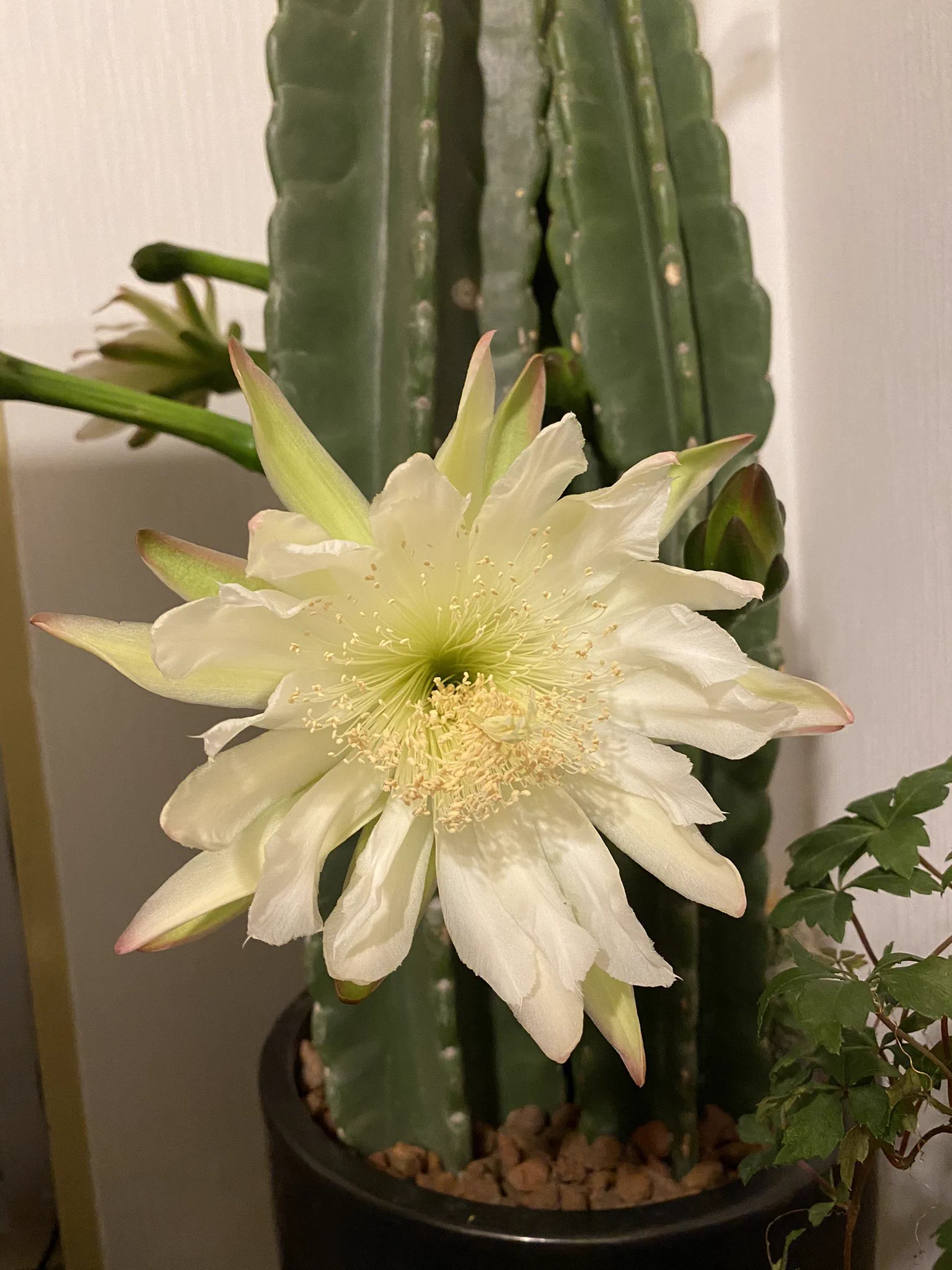 @M_cbr250rr @christian_hutoi 家も咲きました！
咲いた後はどうしたらいいかわからないです…
まだまだ開花ラッシュです！ 