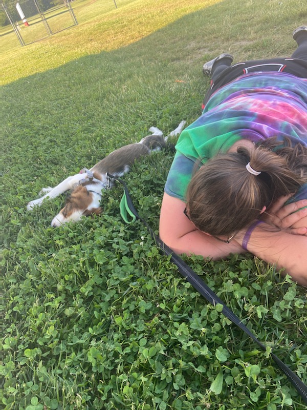Ms_SHamilton's tweet photo. Perks of an outside yearbook meeting: one tired puppy (and a few yearbook staff too) https://t.co/9IH0JOYtJt