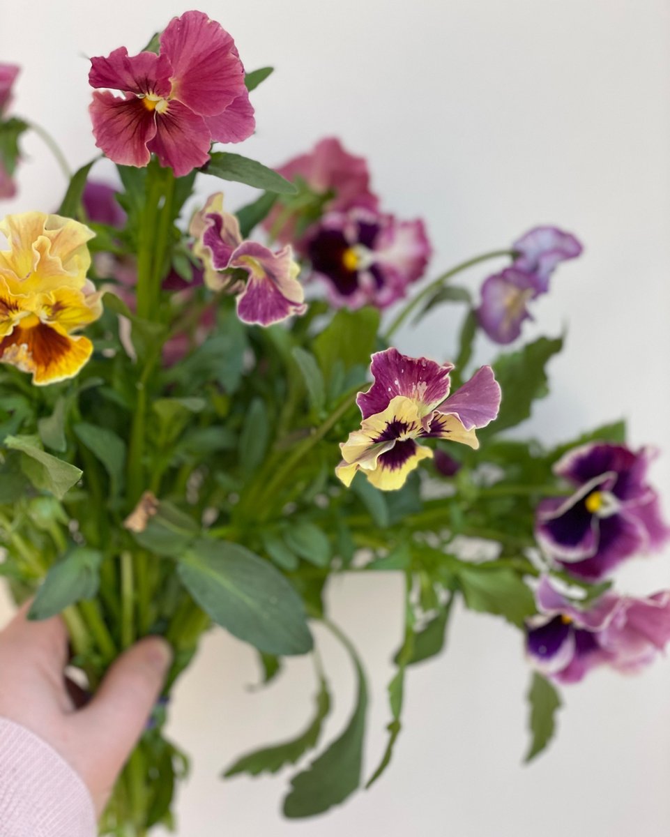 Delicate and darling cut pansies from a favorite local farmer.  #italianpansies #cutflowers #locallygrown #americangrownflowers #springinbloom #flowersofinstagram #flowerphotography #afternoonlight #flowermagic #slowflowers #caughtflowerhanded #fromwhereistand #seasonalfloweralli