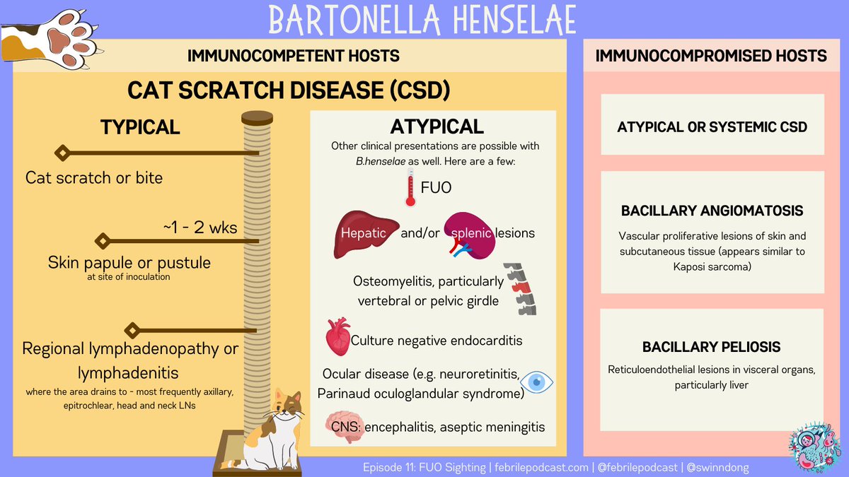 ID_fellows's tweet photo. #IDFellowCase
Quick overview of Bartonella henselae, which probably initially brings to mind cat scratch disease -- but keep in mind the atypical presentations
....more on this in a minute! https://t.co/PxHy8UkUE5