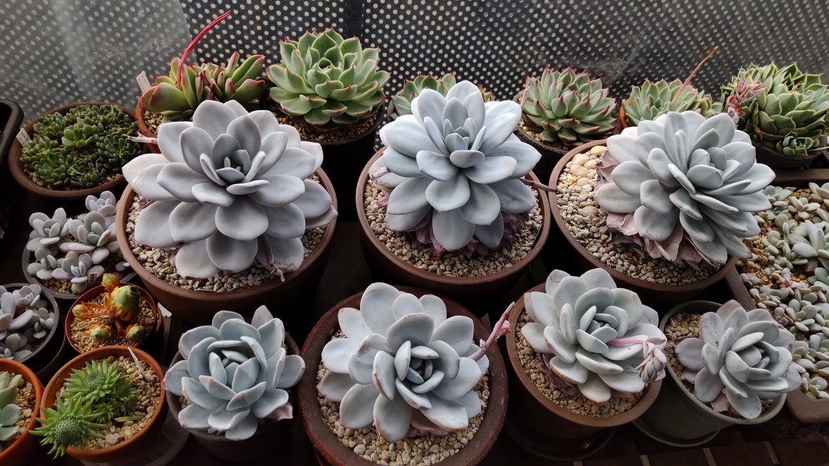 Fuwafuwaayunyan Fuwafuwaayunya1 Twitter