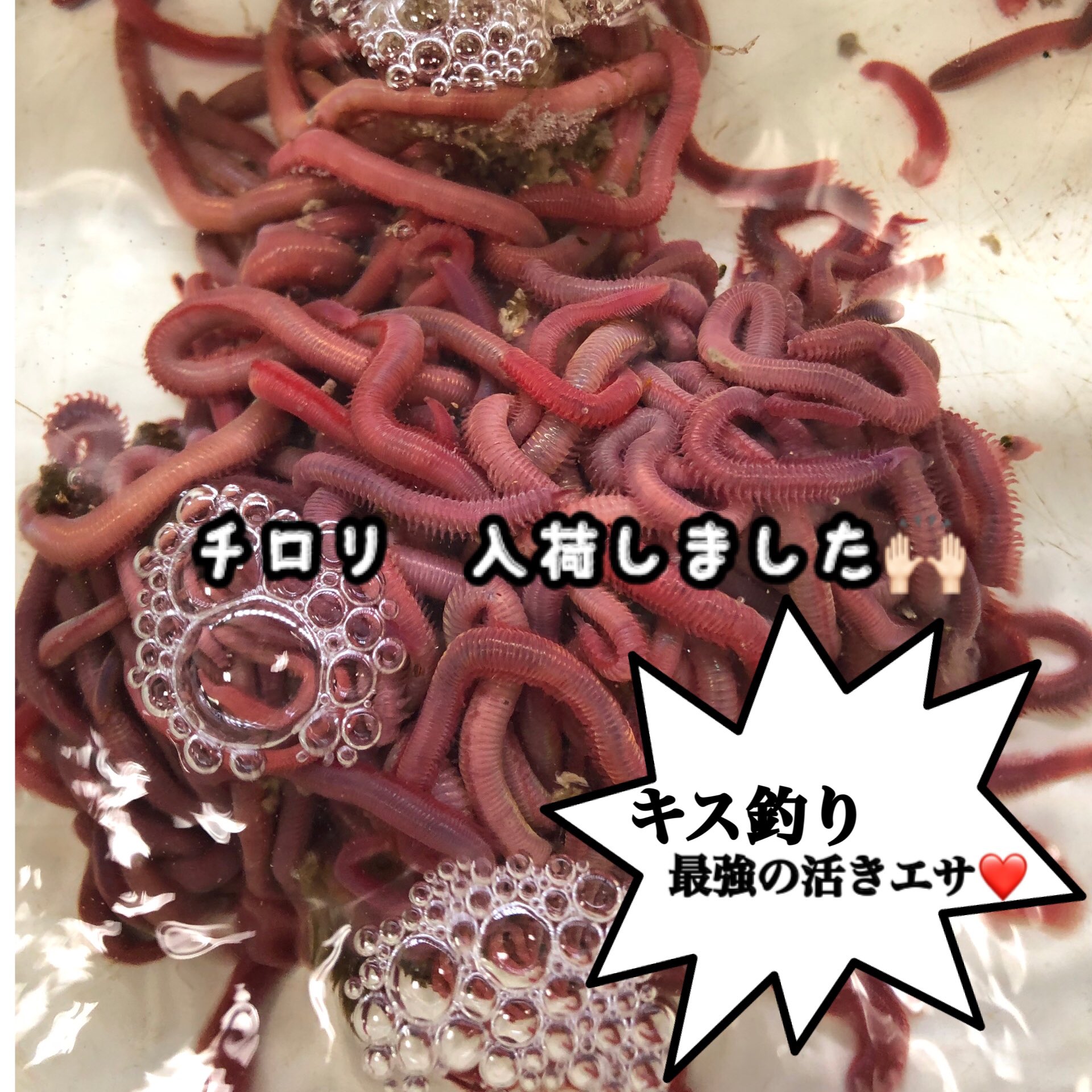 フィッシングヒカリ Fishinghikari Twitter