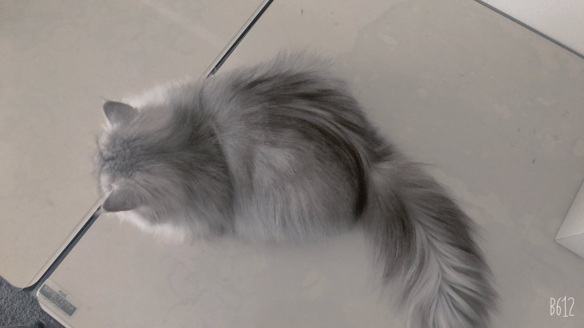 2頭身ポーズ
#猫好きさんと繋がりたい 
#猫のいる幸せ