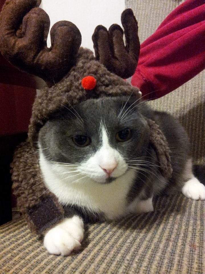 artlisa84's tweet photo. #ImproveAnythingIn4Words Cats in Cute Hats https://t.co/eARQeCkuQQ