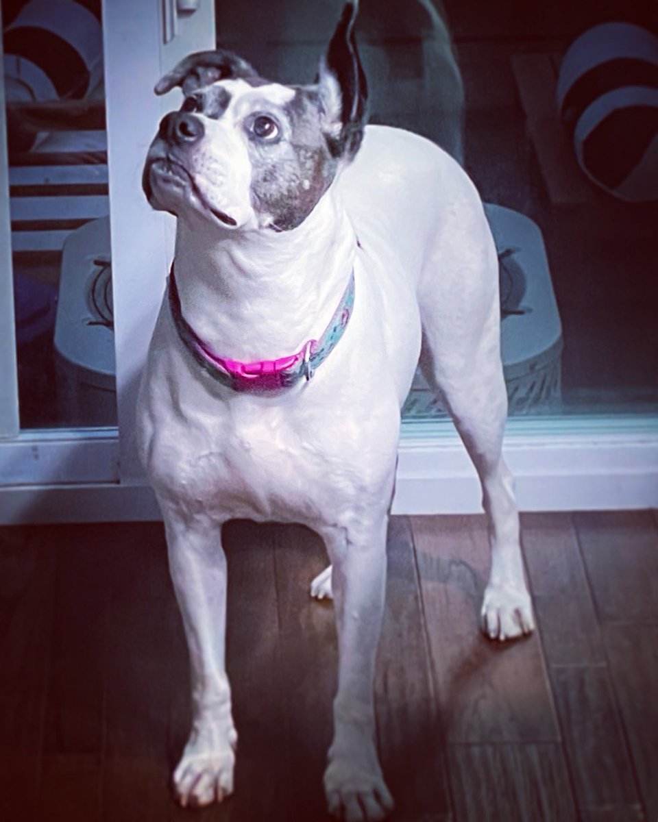 PigMonster7's tweet photo. Our mom is packing up an order of our favorite homemade cookies.  I’m not happy she’s sending them the to other dogs, but I’m still going to supervise to make sure it’s done right! #mycookies https://t.co/7e7b8gQvE2