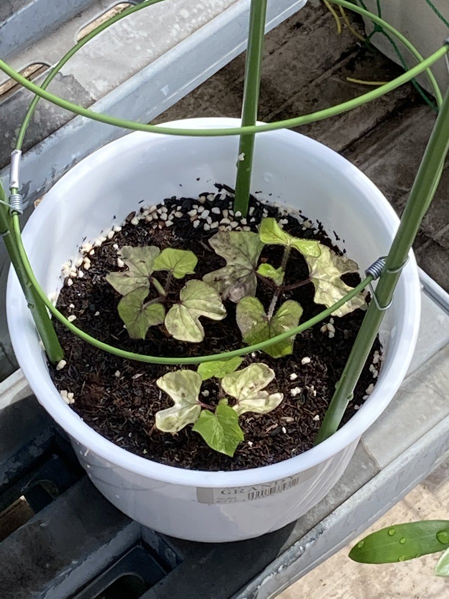 モヒヒ 今朝です プランターの朝顔は生い茂ってるけど鉢植えの朝顔がだいぶ元気ないんだよね 追肥だ追肥だ追肥だ このサイズの鉢だとタネは２個がベストなのかな ３個は多いようだ 早く元気になってくれ 肥料の効果はこれ如何に ガーデニング