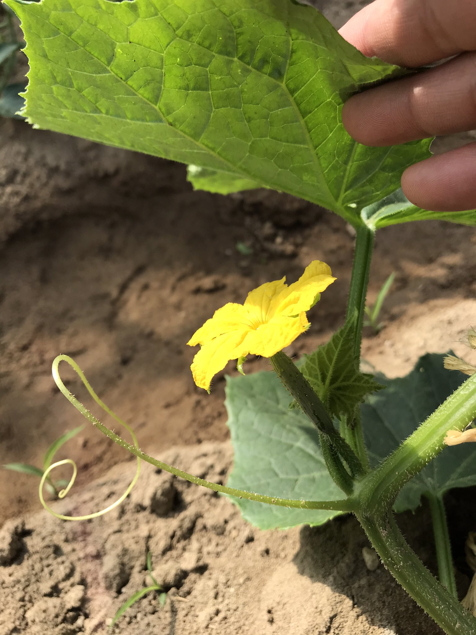 تويتر 猫柳墓場 على تويتر キュウリの花 メロンの花 ナスの花 T Co O3bfemsvy5