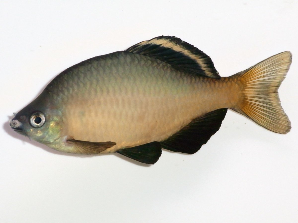 ごーたな (@tanago12345) / Posts / X