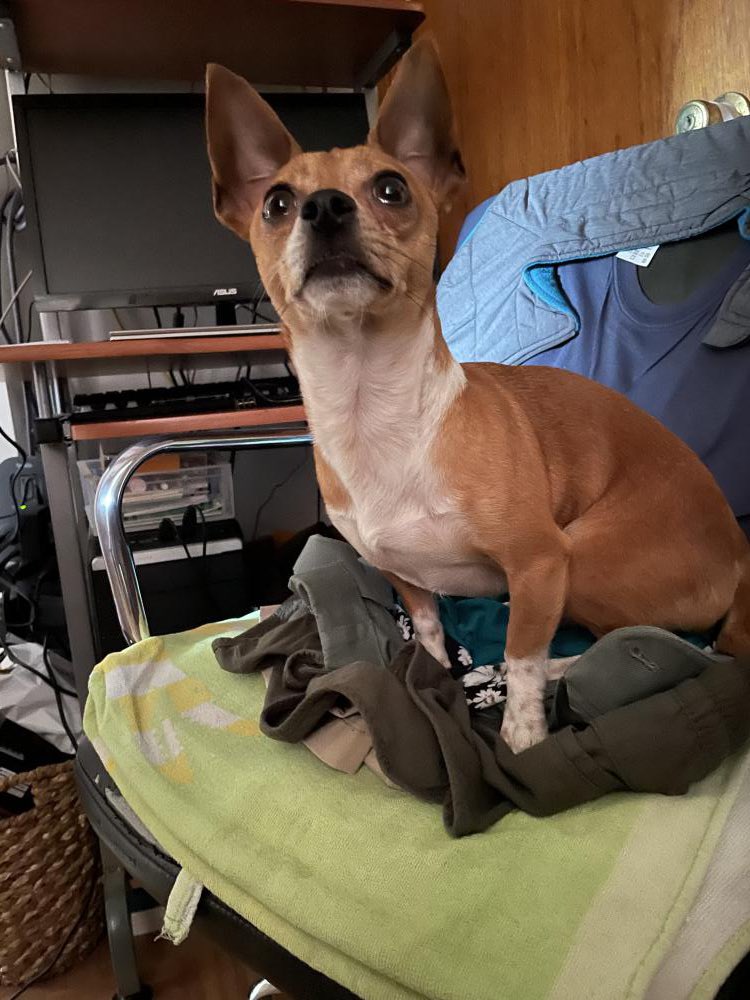 NYC MISSING DOG ALERT: JJ is lost at Lexington and 107th and his humans are devastated. If you’ve seen or found him please go to this site: lostmydoggie.com/details.cfm?pe… and PLEASE RT JJ!