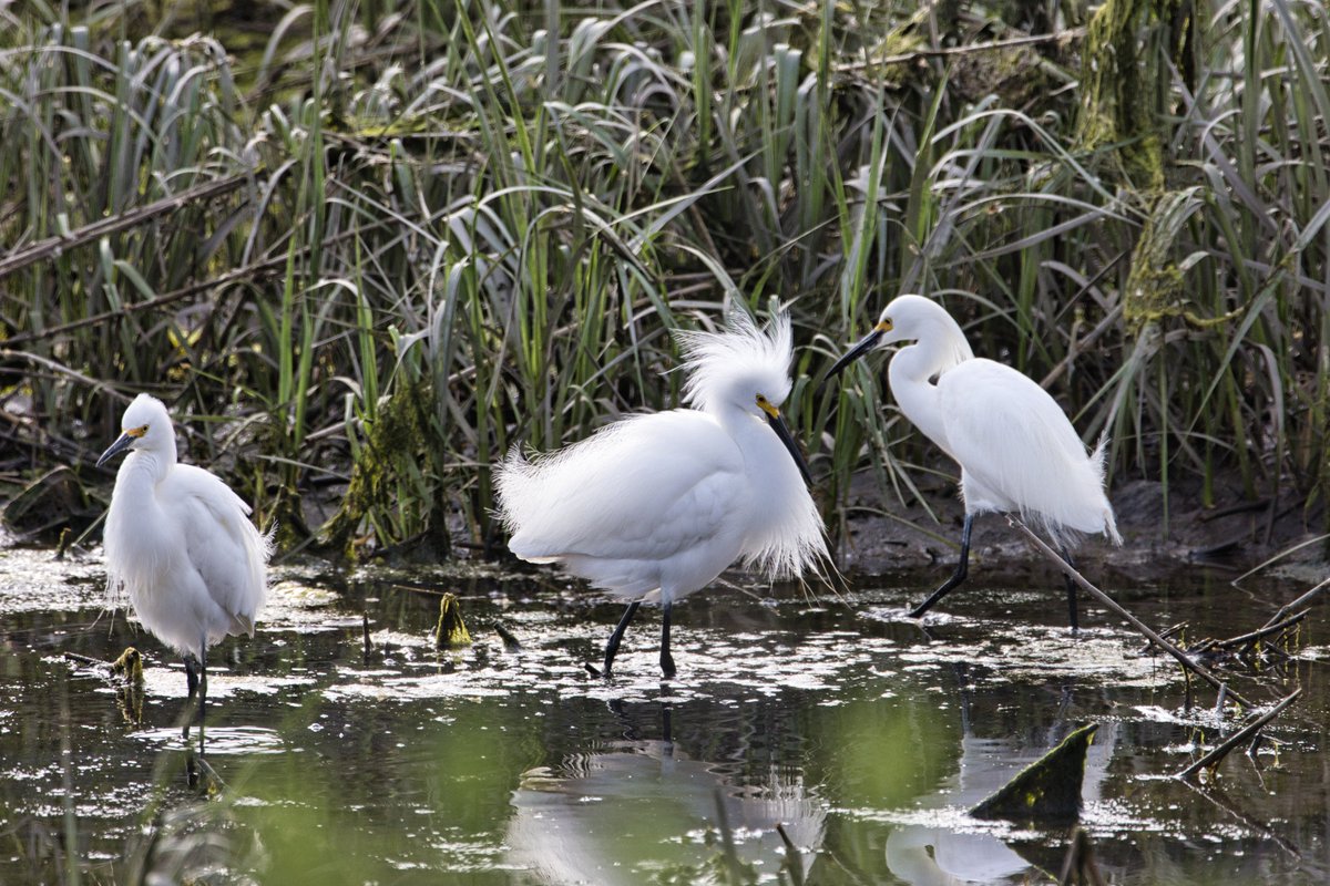 JohnReedPavan's tweet photo. I guess snowy egrets assert dominance by being extra fluffy?
Today in Little Hellgate salt marsh on Randall's Island.
#snowyegrets #egrets #wadingbirds #whitebirds #fluffy #randallsisland #littlehellgate #saltmarsh #nycparks #shotoncanon #sigmaphoto #luminarai #nature #wildlife https://t.co/gLmhi8iwep
