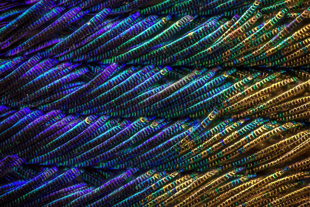 RT @weird_sci: Iridescent threads of a peacock's feather. https://t.co/8FMTDmrguf
