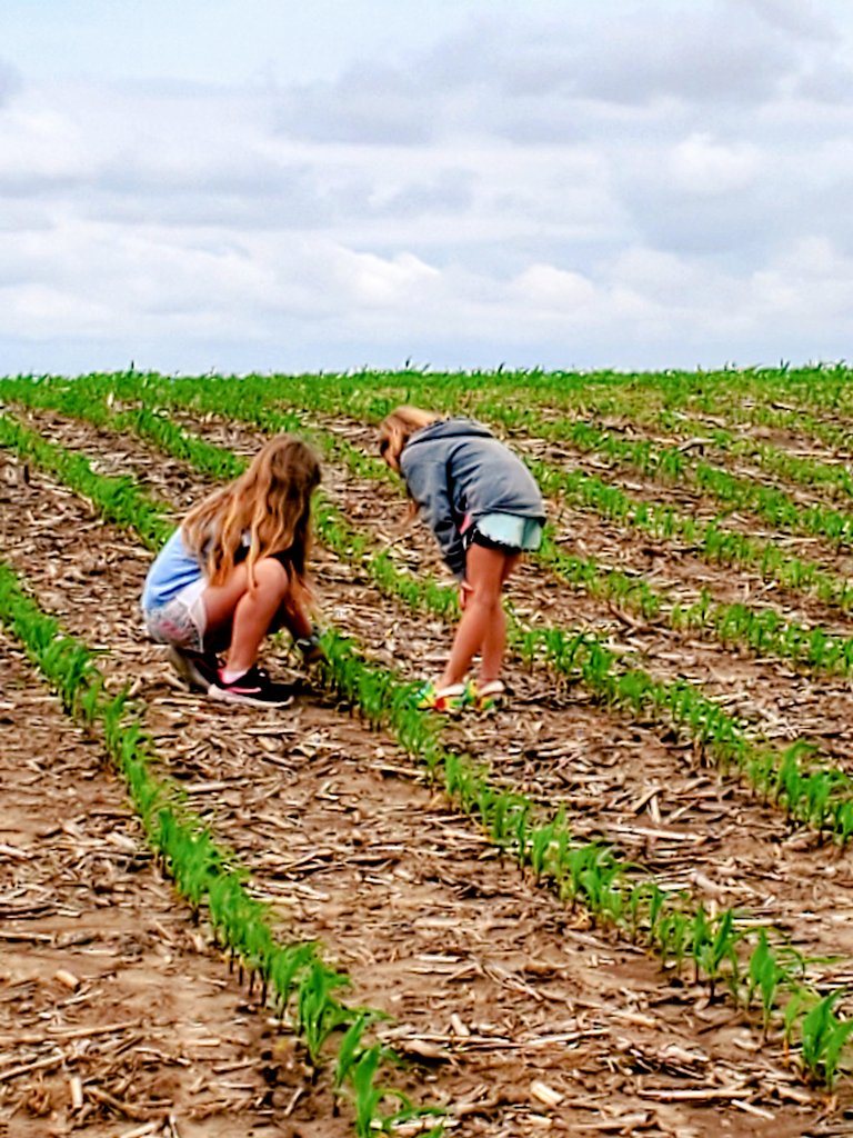 joshmoenkhoff's tweet photo. Had some amazing help running #standcounts today. They love watching the automation and "Dave" the drone do his thing. Plus side they work for ice cream! @DroneDeploy @GranularAg #PSS #kidsinAg https://t.co/30p1ep2HhA