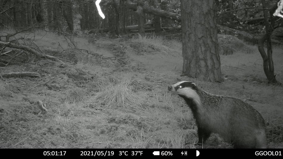 EcologenBrabant's tweet photo. Ik zet zo af en toe mijn wildcamera weg tijdens mijn werk. Zoals afgelopen week in #Venrode. Als je dan zo'n prachtig poserende Das te zien krijgt, is dat toch wel erg mooi. ^gg. https://t.co/xERaNrzYQS