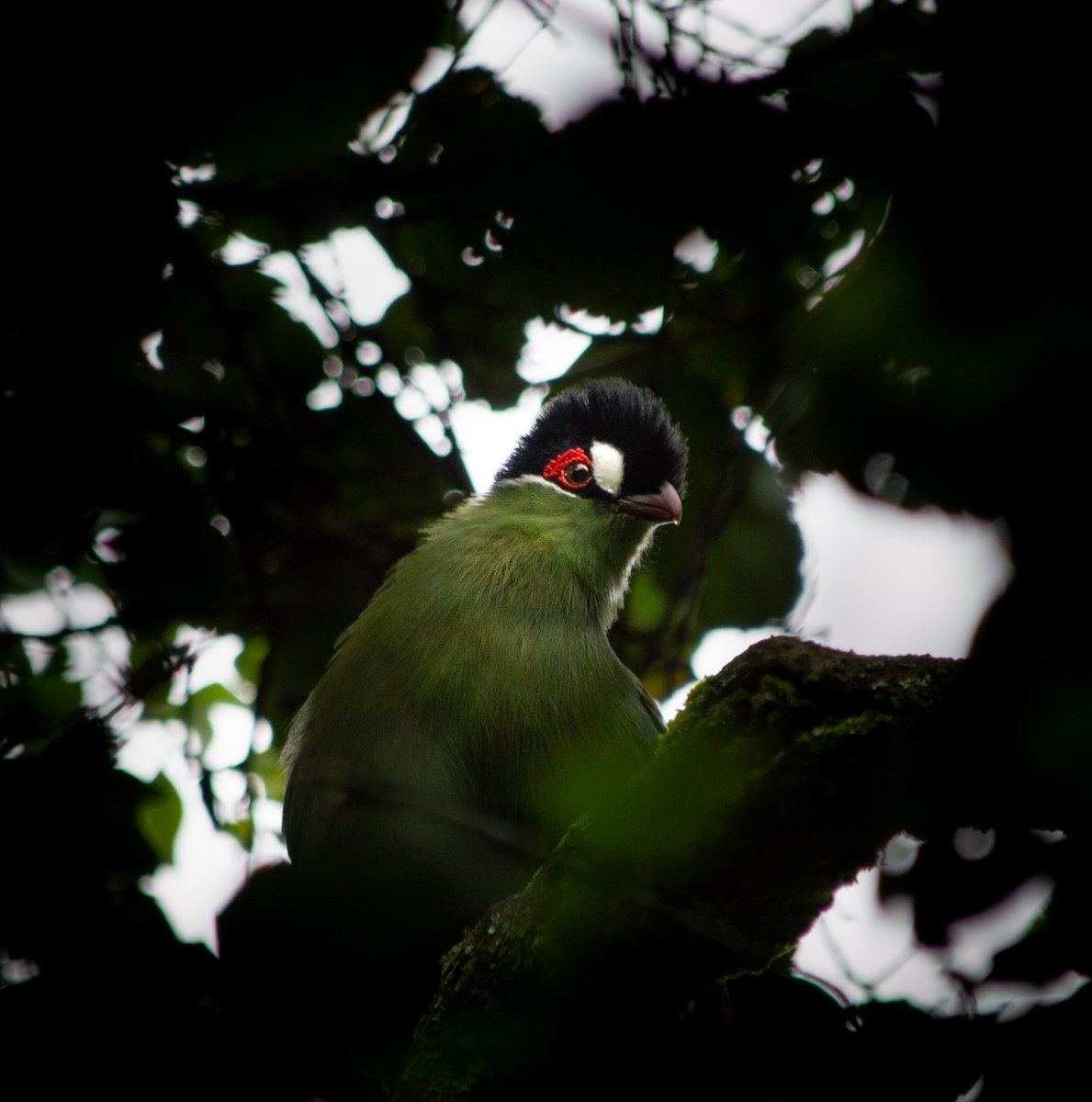 koobicarbon's tweet photo. Overcoming language barriers in bird conservation will lead to better outcomes for biodiversity. More collaboration + more knowledge sharing = more effective action!

New study by @Pablo_Negret @tatsuya_amano @jamesecology @da_schmins et al.

https://t.co/MT3L0a5Mlh https://t.co/kUT62RCCFd