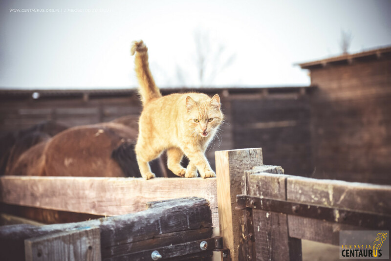 fcentaurus's tweet photo. Kochani! W Centaurusie jest wiele zwierzaków, które szukają domów tymczasowych lub adopcyjnych!🐈🐕 Jeśli myślisz o adopcji, wypełnij formularz adopcji realnej, ze strony https://t.co/3ESJJBN8Ef 😍
👉https://t.co/bpZHQLTxAF https://t.co/7yxB3Nm9Ez