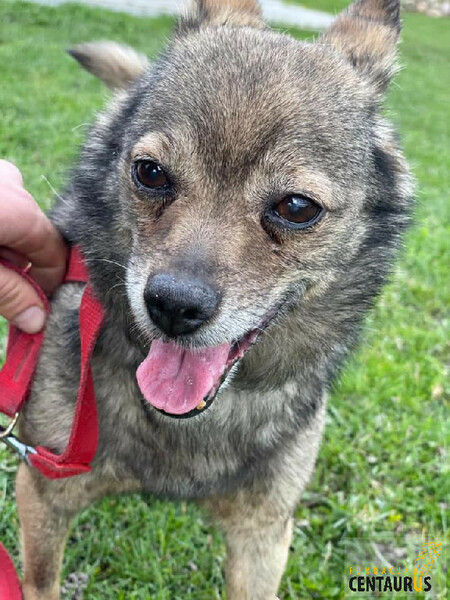 fcentaurus's tweet photo. Kochani! W Centaurusie jest wiele zwierzaków, które szukają domów tymczasowych lub adopcyjnych!🐈🐕 Jeśli myślisz o adopcji, wypełnij formularz adopcji realnej, ze strony https://t.co/3ESJJBN8Ef 😍
👉https://t.co/bpZHQLTxAF https://t.co/7yxB3Nm9Ez