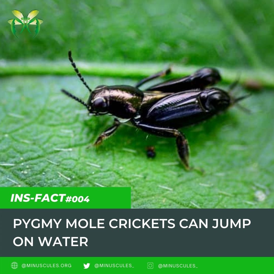 minuscules_'s tweet photo. #INSFACT 004: Pygmy mole crickets are found throughout the world. They are miniature, smaller than a grain of rice. These mole crickets have specialized feet for jumping. Scientists have measured leaps as long as five and half times their body length and twenty times as high. https://t.co/txCVccbetm