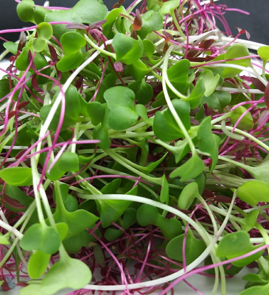 SarvWe's tweet photo. Rainbow 🌈 mix Microgreens consists of a variety of tiny, young, edible greens and can include sunflower, beets, radish, spinach, Swiss chard microgreens. These microgreens are known for their tender texture, unusual colors, and distinct flavors and are favored by chefs. https://t.co/wIIT7SIt5j