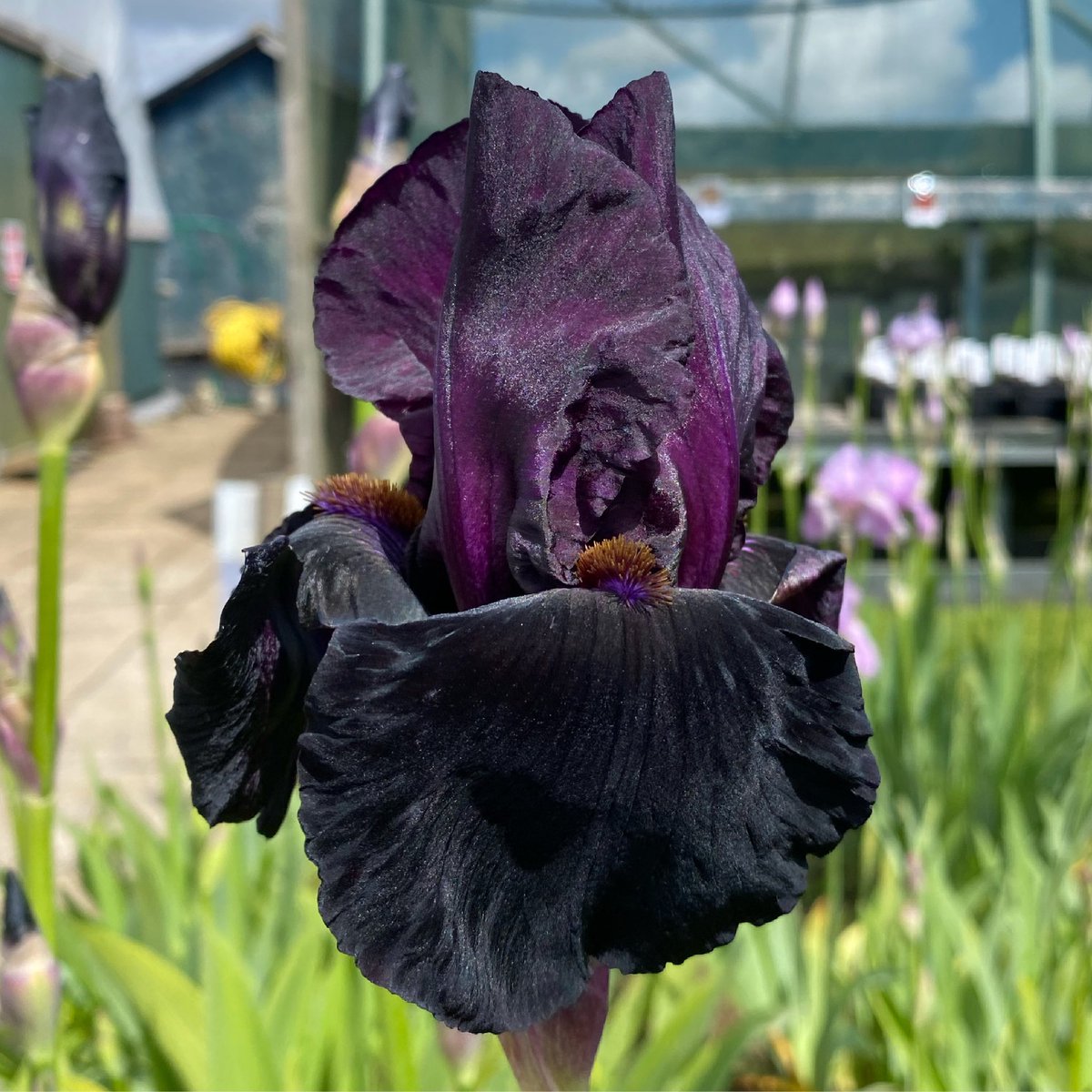 IrisesSeagate's tweet photo. TB Iris βSable Nightβ, bred in the 1950s it was well ahead of the #blackflowers #trend !! #tallbeardedirises #sablenight #iris #sable #night #irislove #blackflower #oldbutgold #lincolnshire #irises #mailorderplants https://t.co/ROBgyHtYO4