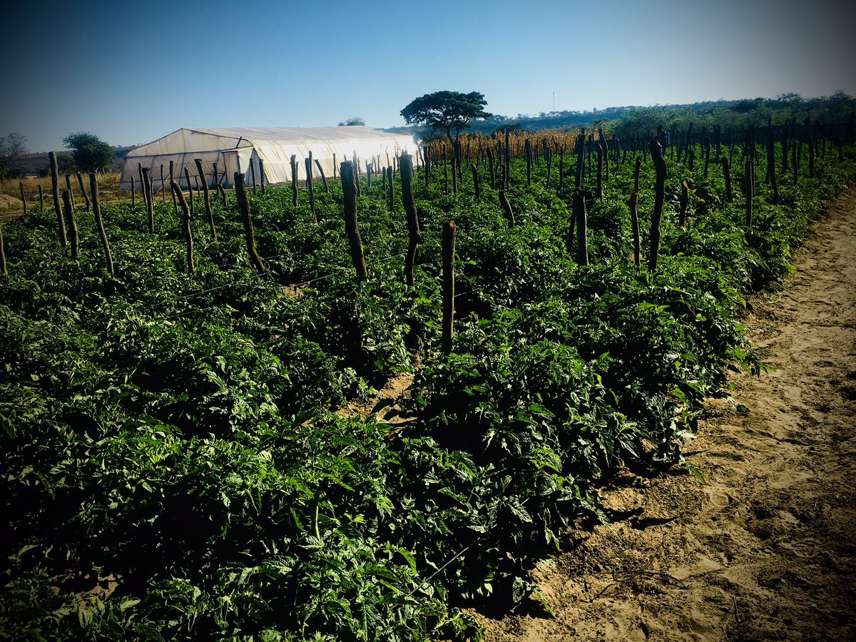 FarmSayi's tweet photo. Open field Tomatoes 🍅 Star 9009. Winter Gamble 😉😀!! #Mguza #Bulawayo #IsitsheboEbantwini @Ramadu5 https://t.co/sUMVWuZ1u3