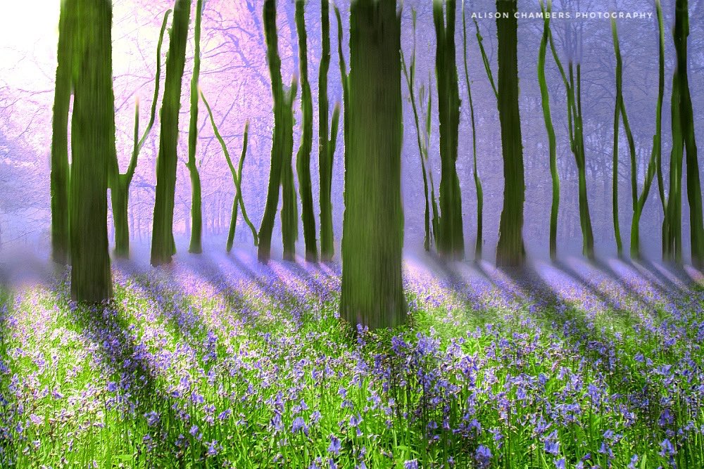 AlisonC24426188's tweet photo. Misty Bluebell Woodland©️. https://t.co/AQ15d8CfKc 20% off, also from https://t.co/4fxaP2GoCH & https://t.co/KdKjLoxndU (up to 60% off Redbubble products until May 28th) WallArtForSale #Bluebellcanvas #YORKSHIRE @Photo4mecom https://t.co/xrsSxEET8l